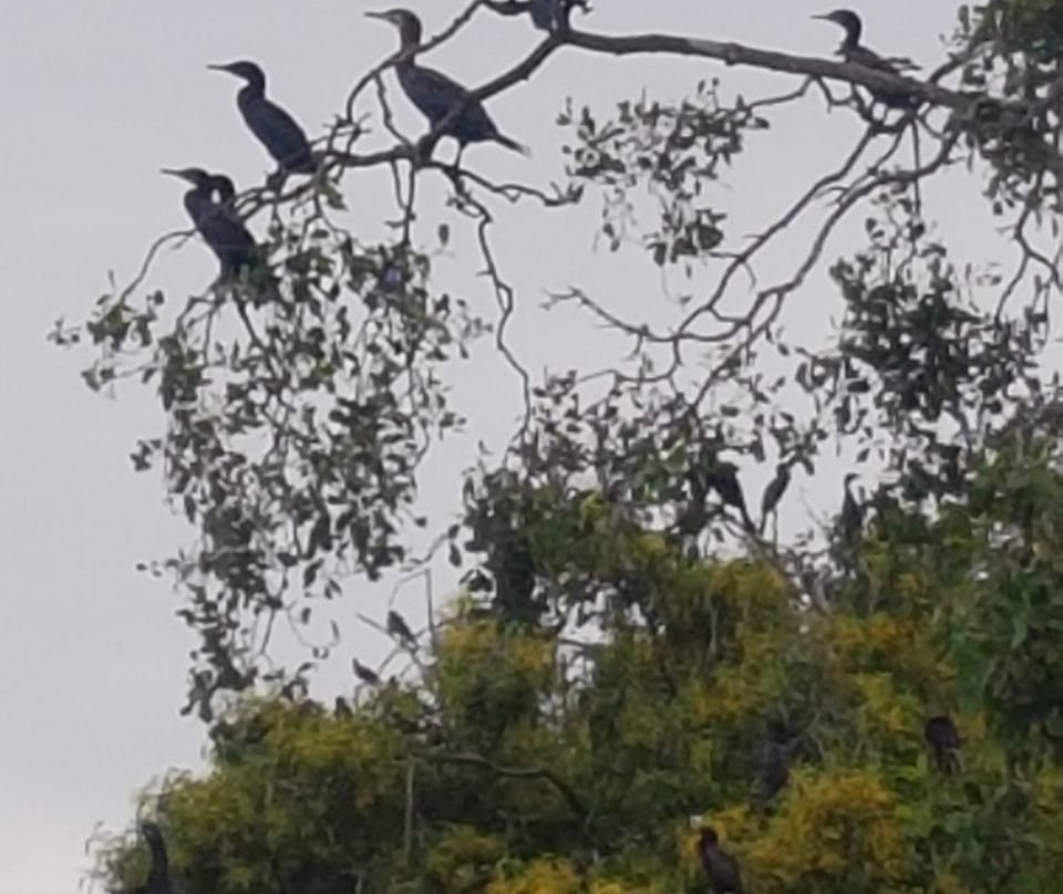 Mawella Bird Sanctuary Bird Watching-唐卡拉必去景点