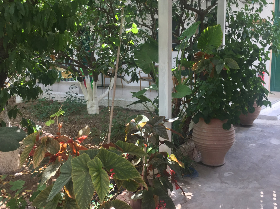 Alpha Stegna Sun主图