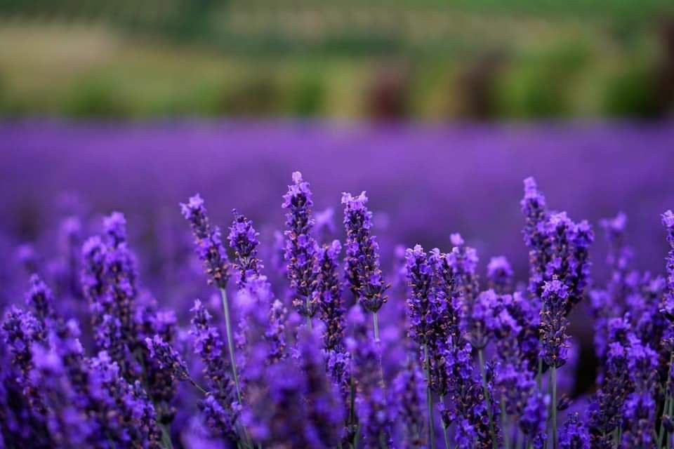 MARTINBOROUGH Lavender - Ranui Essentials景点图片