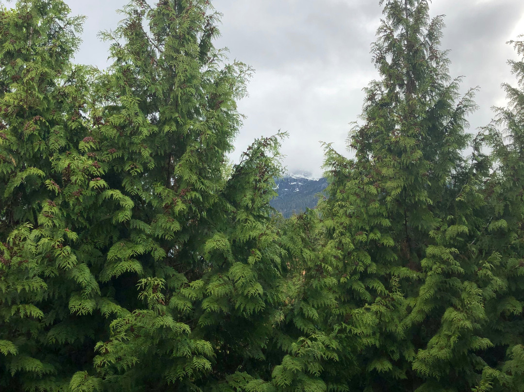 顶峰惠斯勒酒店主图