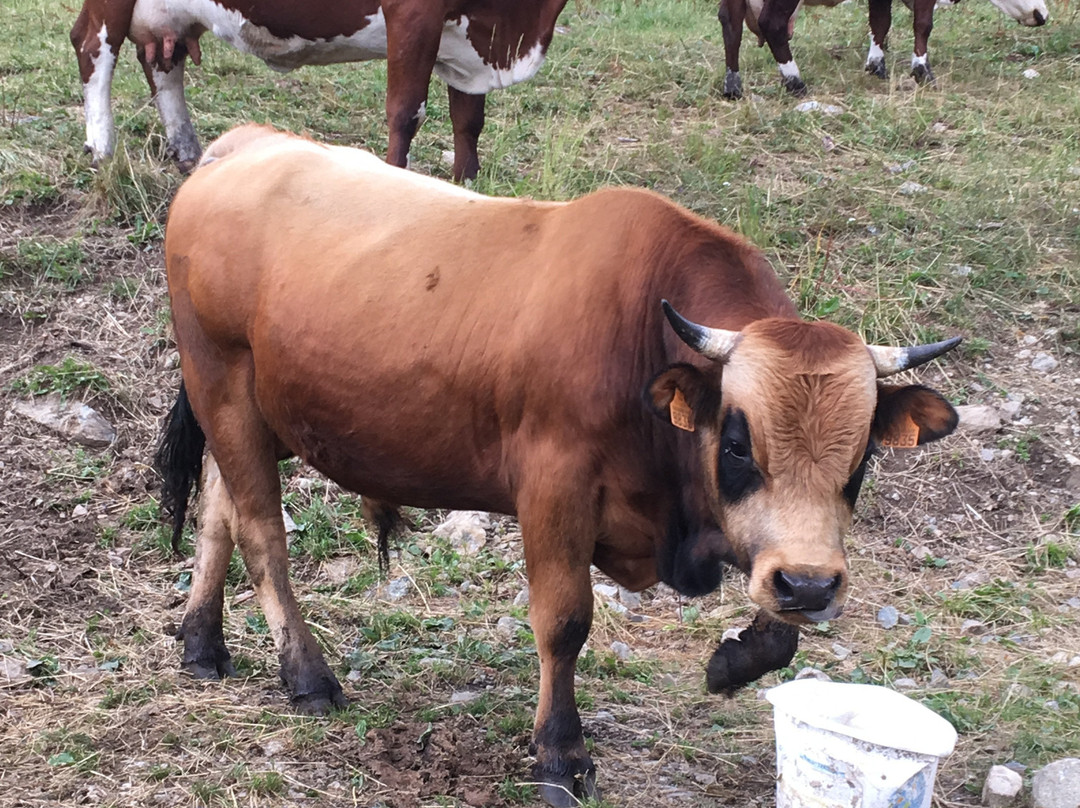 La Ferme du Cugnon-Hauteluce必去景点