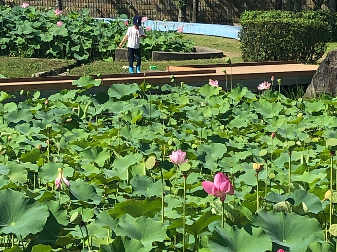 Hiraike Park-加东市必去景点
