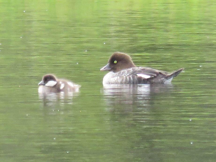 Escape For Two主图