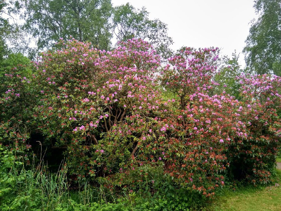 Rhododendronparken-哈姆斯塔德必去景点