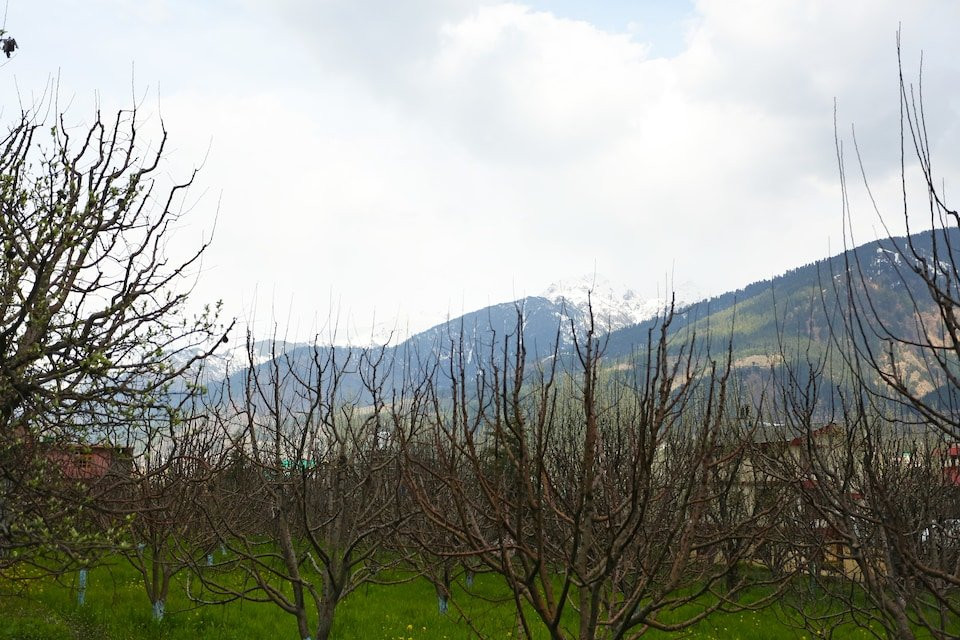 OYO Orchard Resorts主图