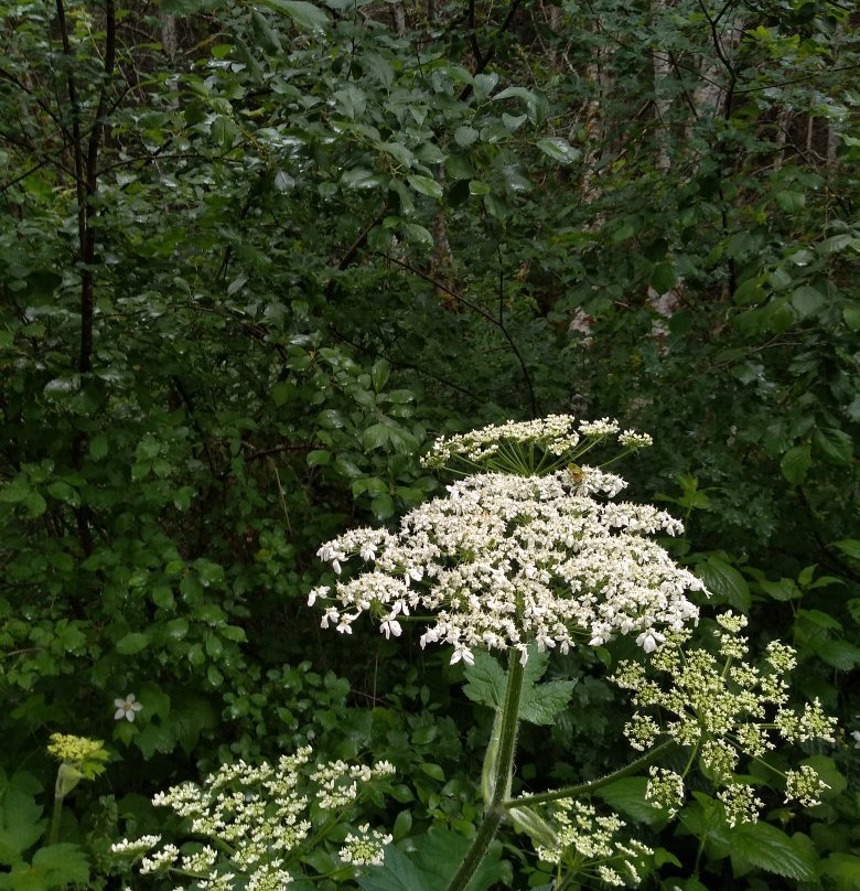 Banks-Vernonia State Trail-Vernonia必去景点