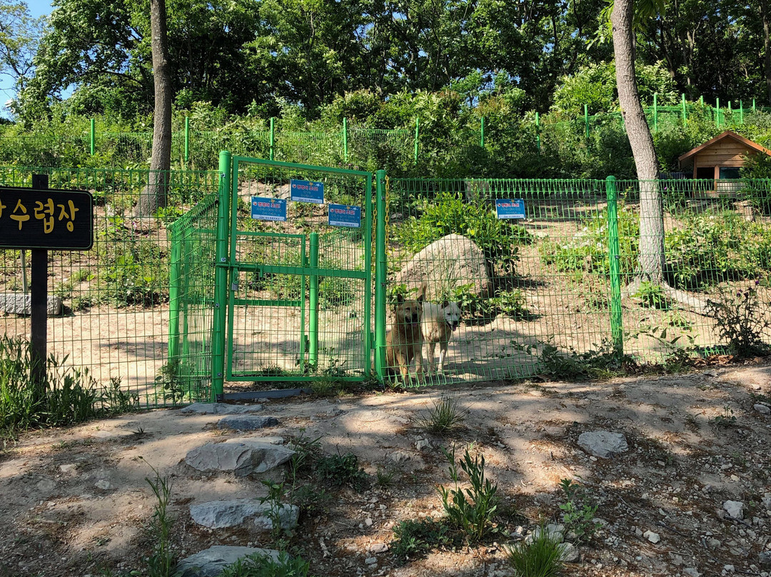 Jindo Dog Theme Park-珍岛郡必去景点