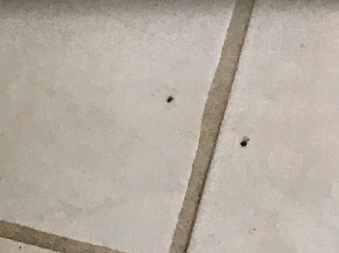 Budget Inn of Brownfield主图