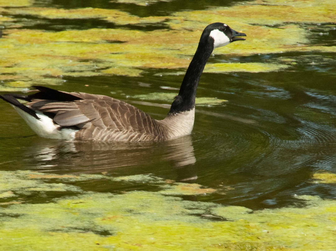 Wildwood Nature Center-Park Ridge必去景点