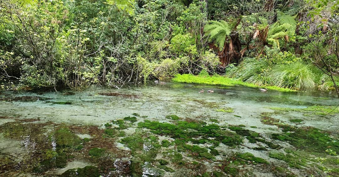 Hamurana Springs Nature Reserve景点图片