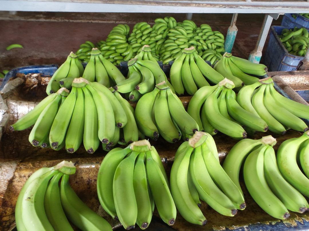 CIC Agri Resort - Windsor Park主图