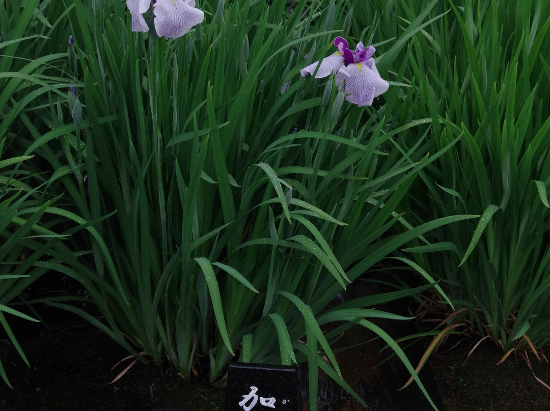 堀切菖蒲园-葛饰区必去景点