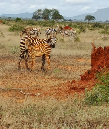 Isaac MK Safaris Day Tours-蒙巴萨必去景点