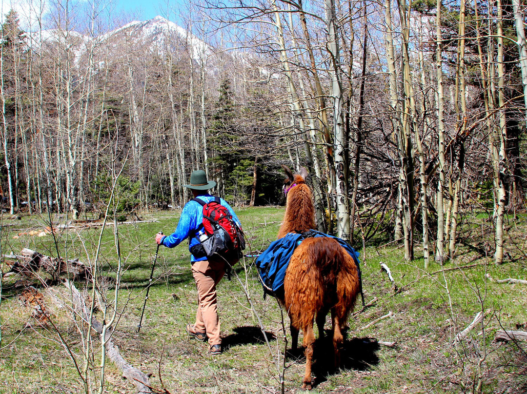 Llama Trekking by Lookin Up Outfitters景点图片