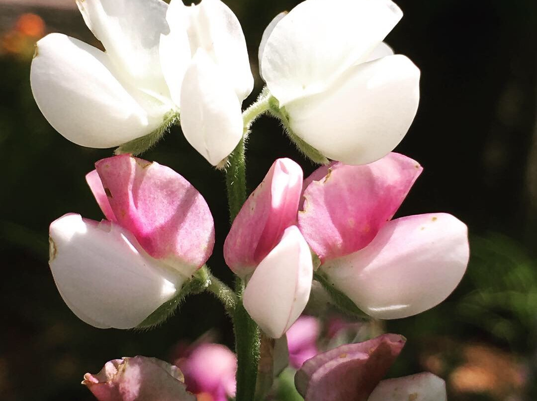 Sakura Hiroba-习志野市必去景点