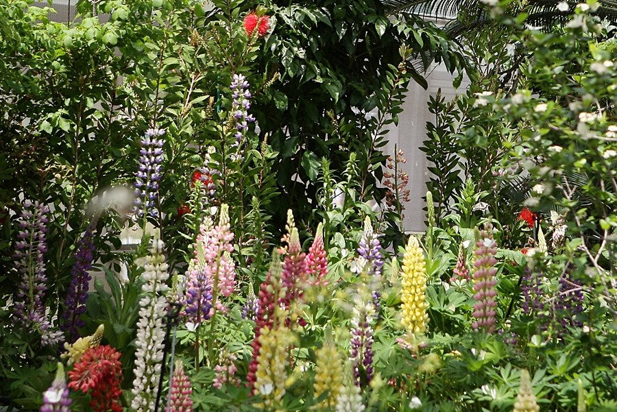 Hampyeong Expo Park - Butterfly Insect Ecosystem-咸平郡必去景点