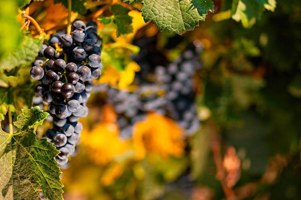 DiVes Winery景点图片