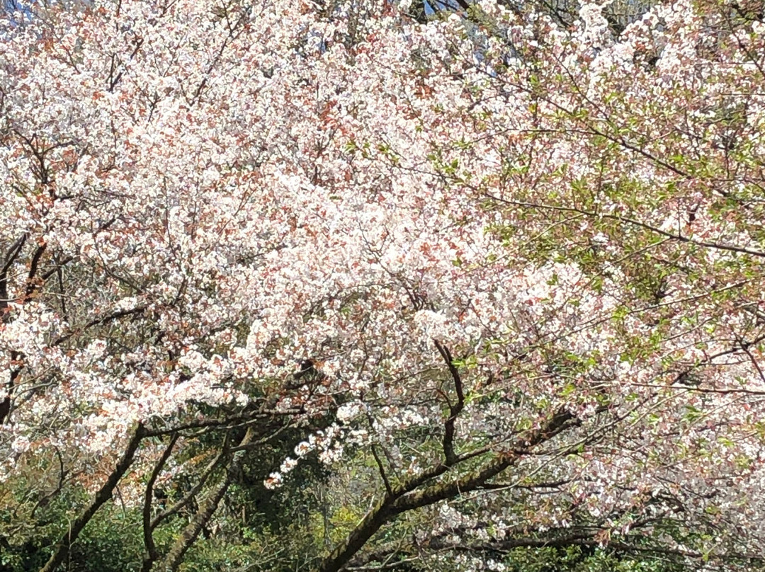 Shakushi Toge-裾野市必去景点