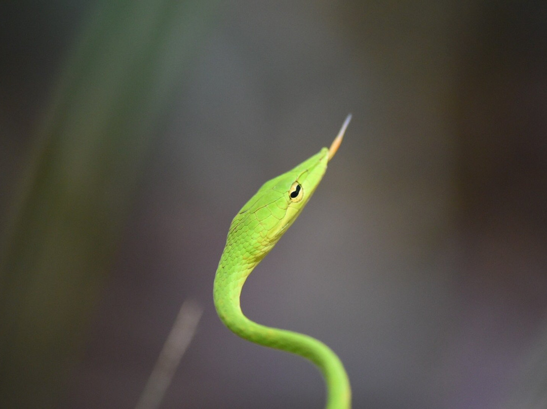 Eco Villa - Sinharaja主图