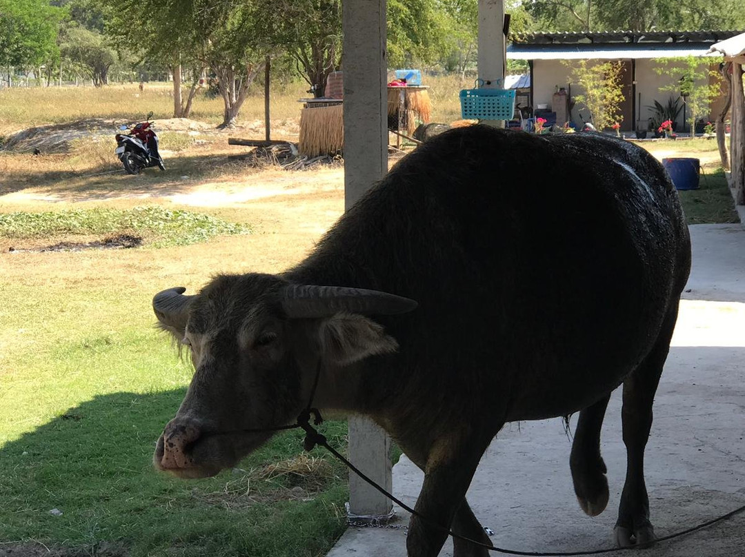 Hua Hin Horse Club-Nong Kae必去景点