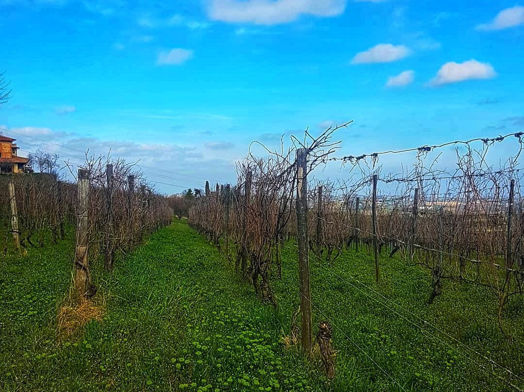 Gaudio Bricco Mondalino-Vignale Monferrato必去景点