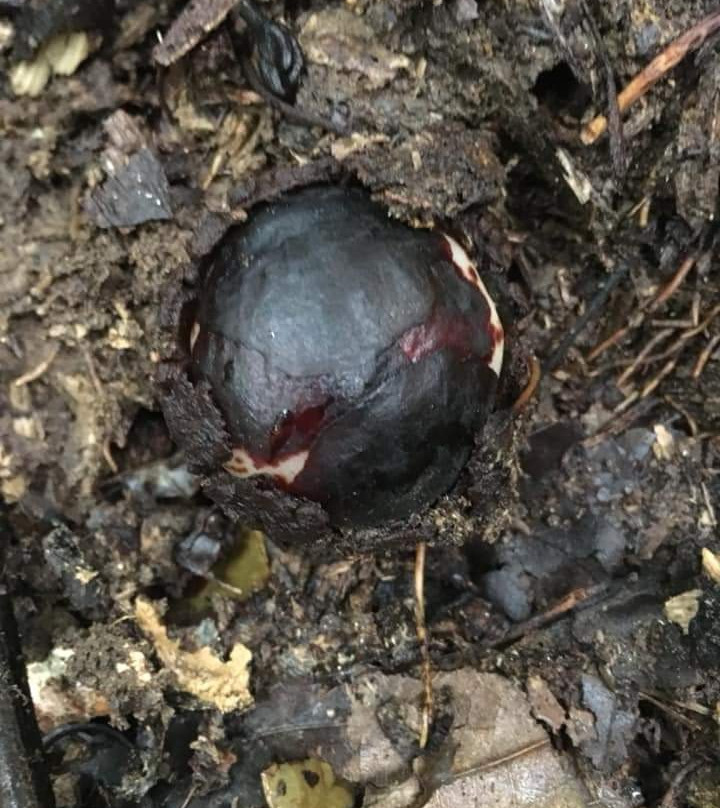 Bukit Lawang Gateway-武吉拉旺必去景点