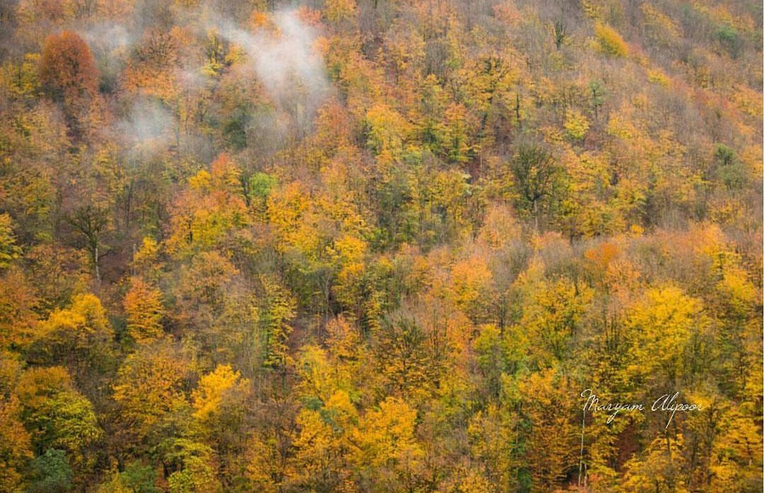 Mersisi Forest (sangdeh forest)景点图片