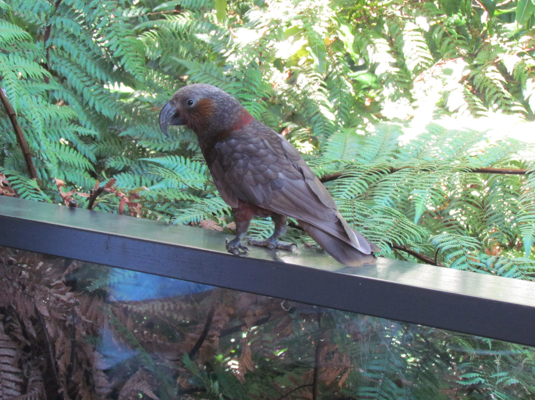 Pūkaha National Wildlife Centre景点图片