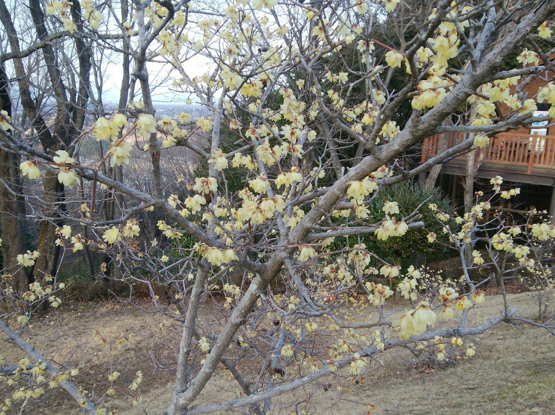 Sengenyama Miharashi No Oka Park-小川町必去景点