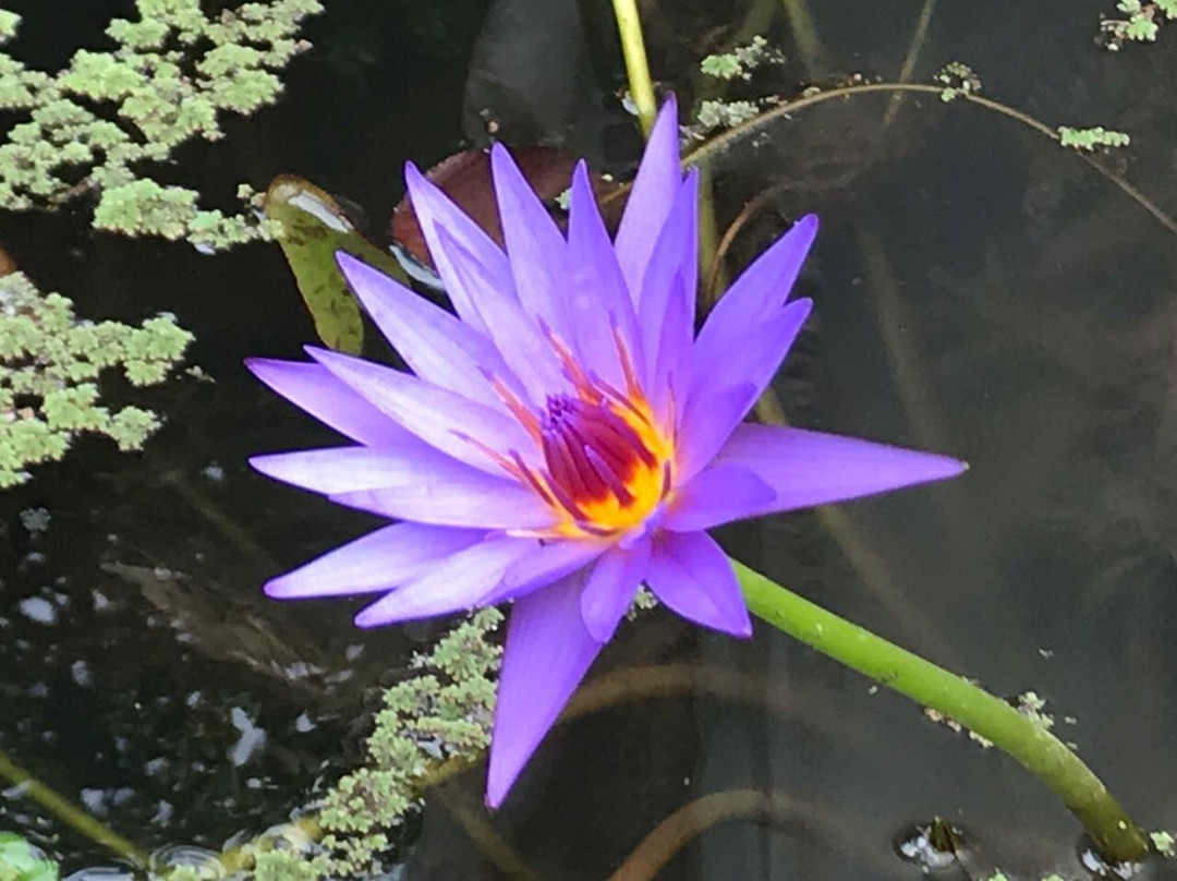 Aquaflores景点图片