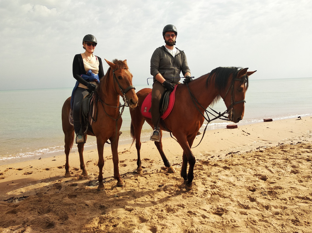 Habiba Horse-艾高娜必去景点