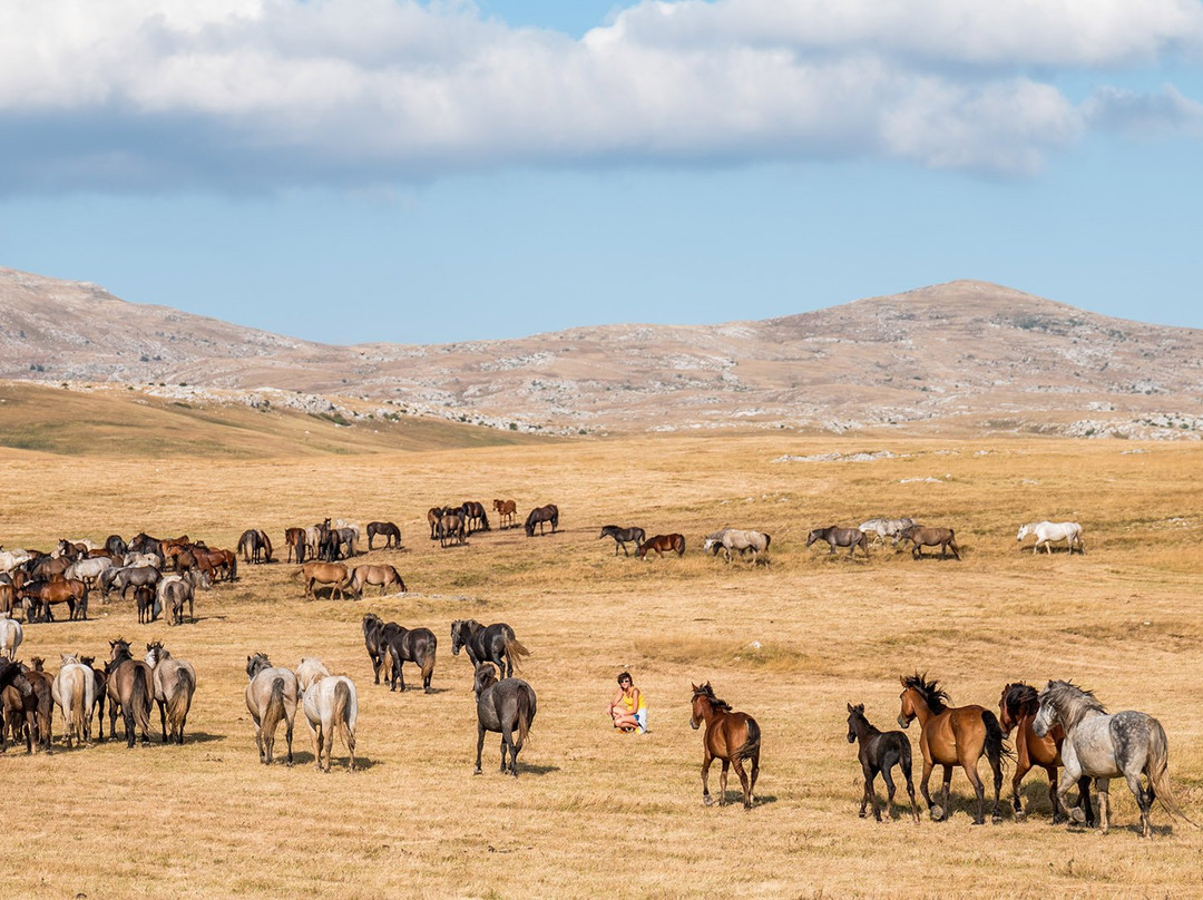Wild Horses Photo Safari景点图片