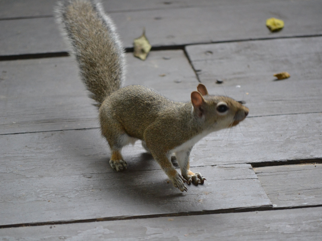 Hawks Landing Resort主图