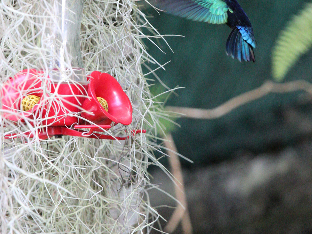 Rochers Caraibes-eco Village主图