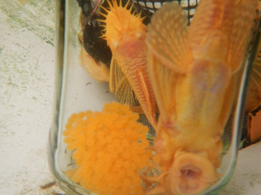 Sea-gal advanced aguaculture-Idan必去景点