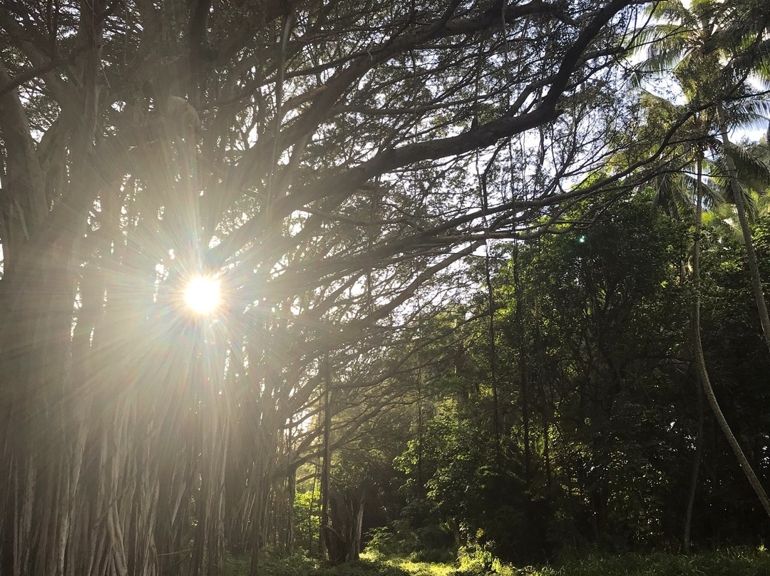 Kawela Bay Beach-卡胡库必去景点