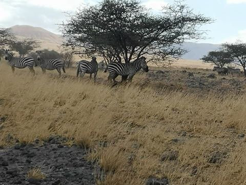 Golden Ethio Riding Tours景点图片