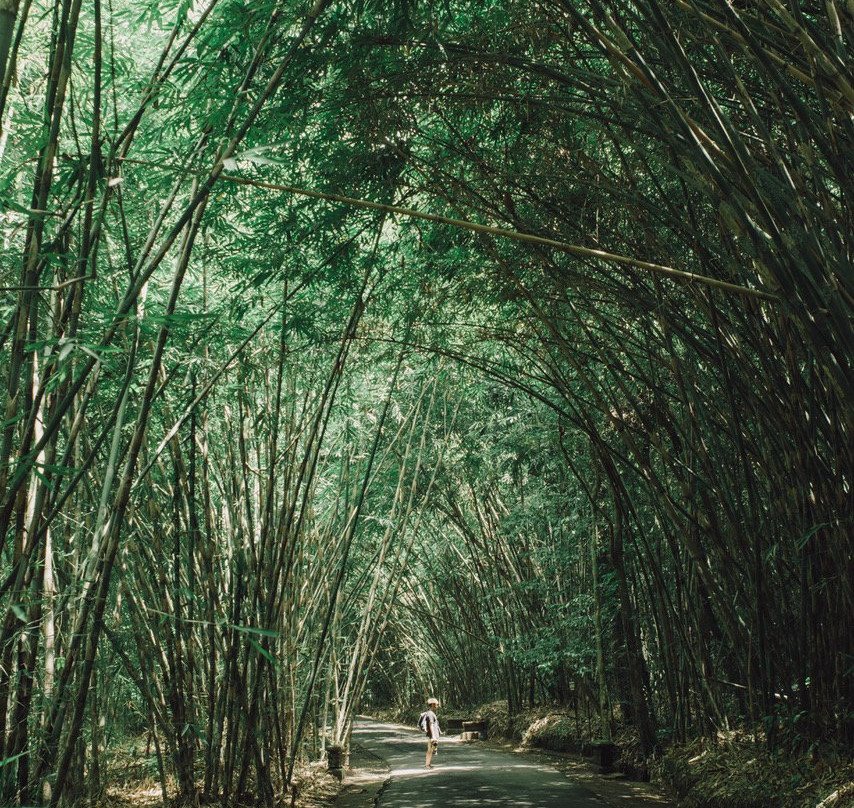 Penglipuran Bamboo Forest景点图片