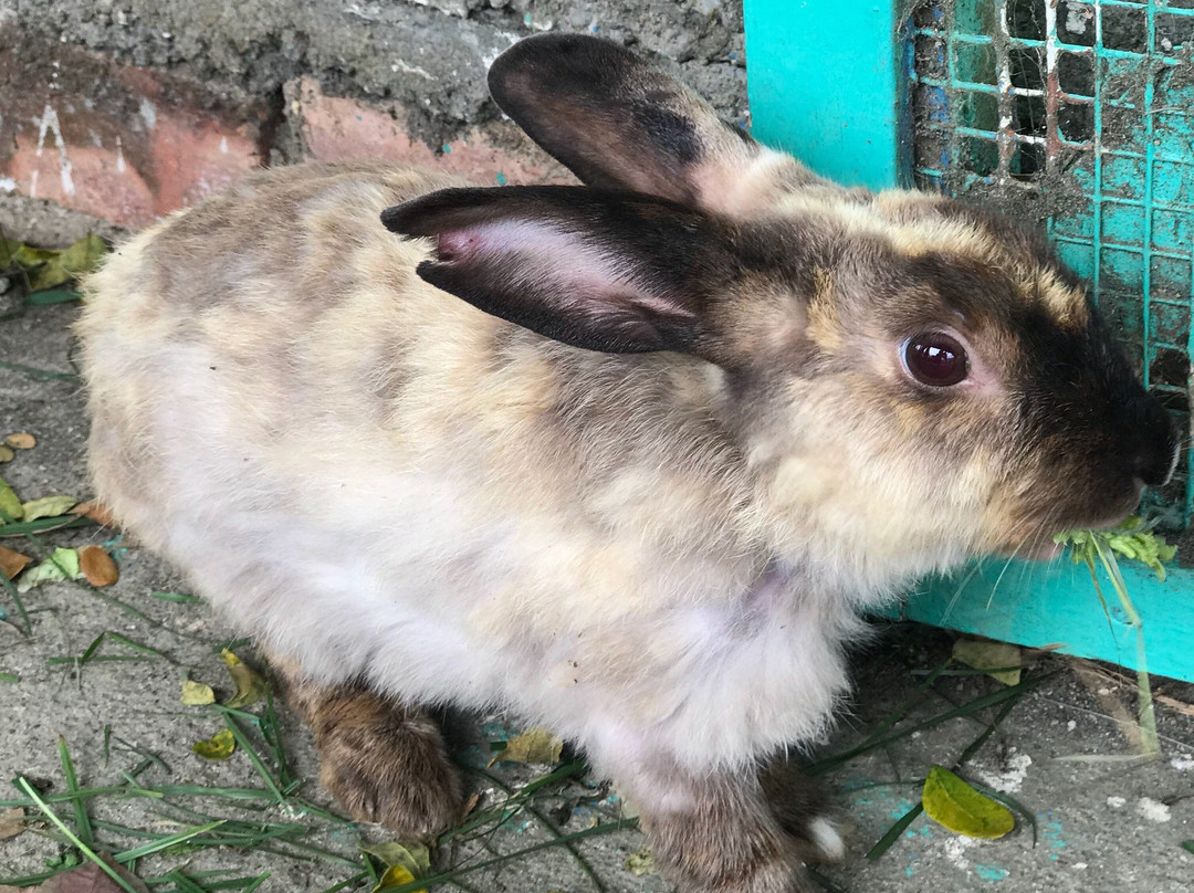 Zenxin Organic Park-居銮必去景点