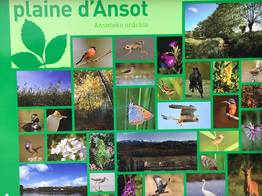Le Muséum D’histoire Naturelle de la Plaine d'Ansot景点图片