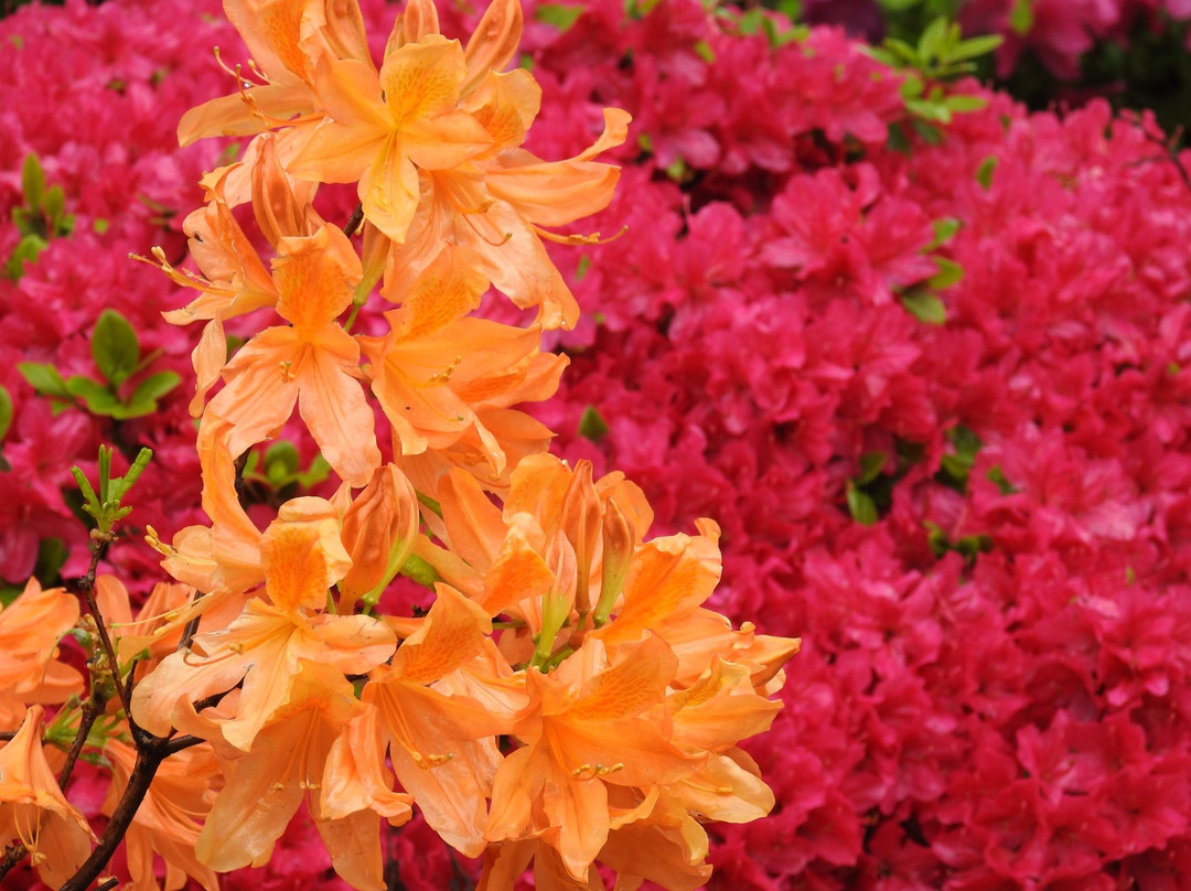 Bunkyo Azalea Matsuri景点图片
