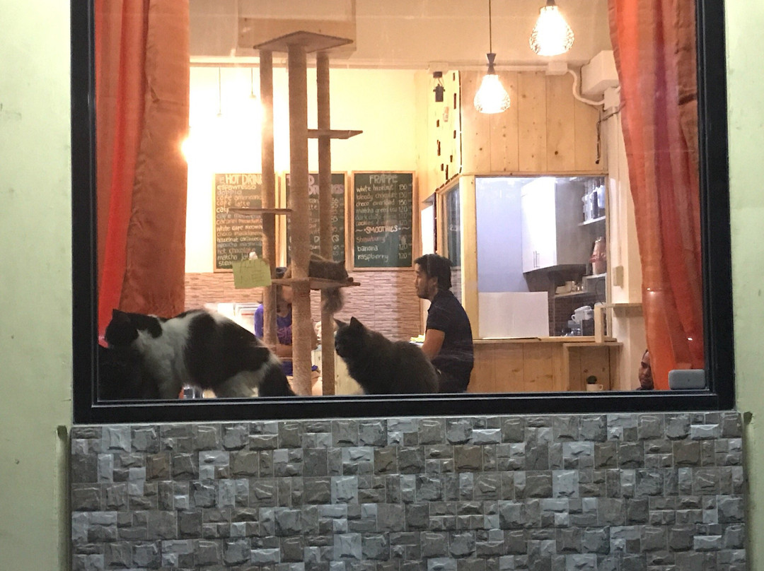 Meeyaw Cat Cafe-Kabacan必去景点