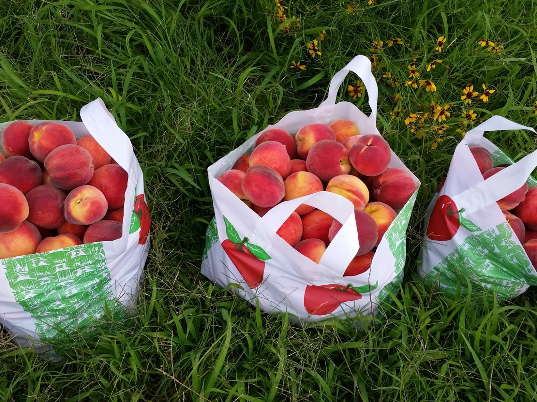 Cox Berry Farm & Nursery-Clarksville必去景点