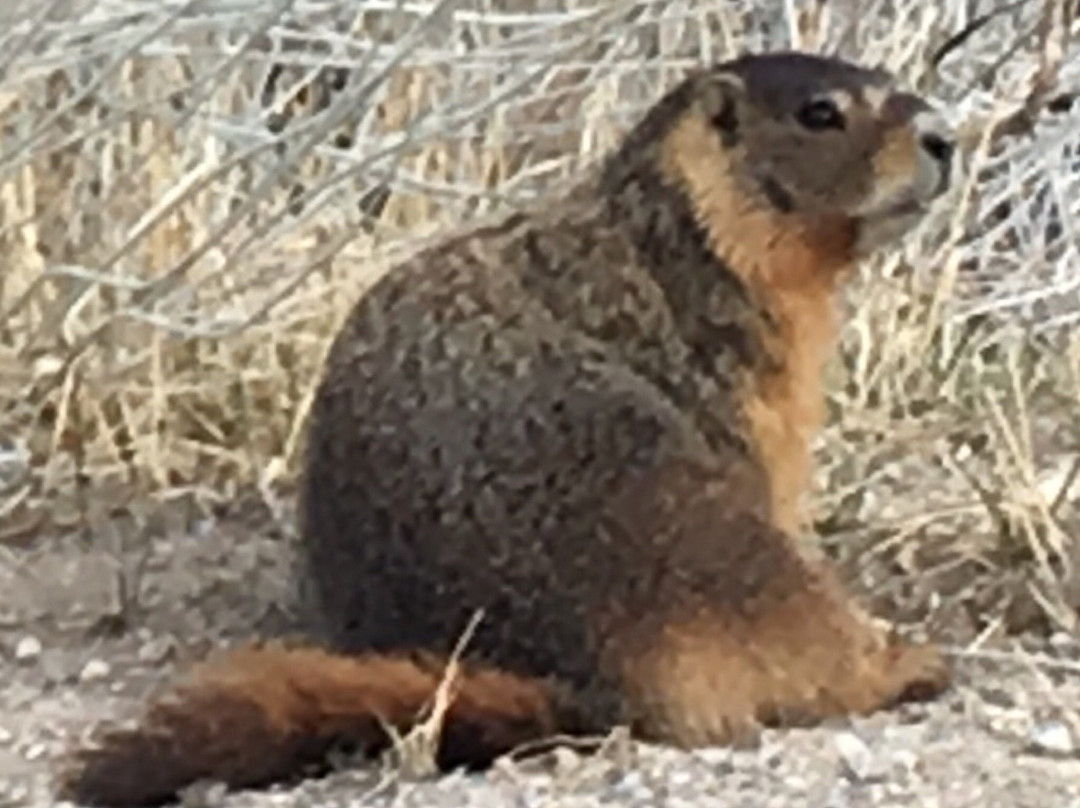 Baker Creek Loop Trail-Baker必去景点