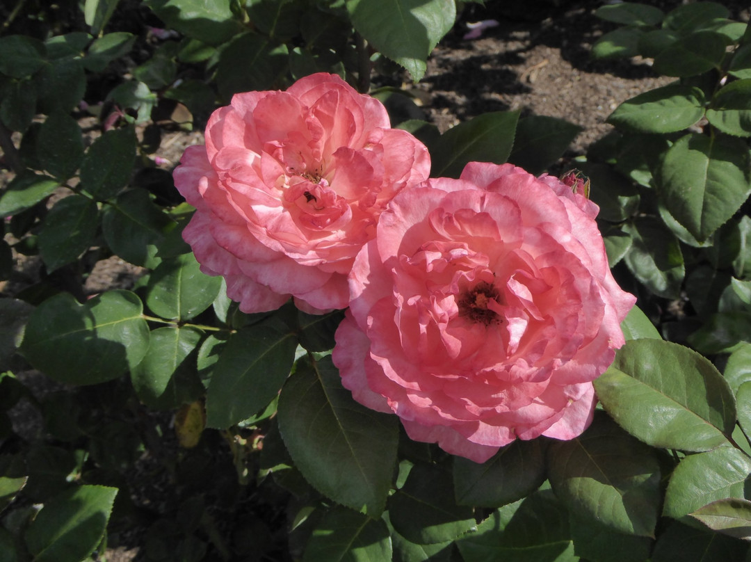 Te Awamutu Rose Gardens景点图片