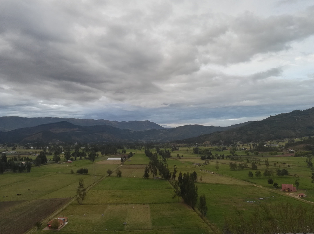 Viñedo Loma punta larga