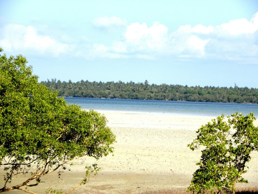 Mangrove Boardwalk Mida Creek景点图片