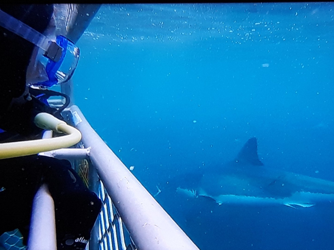 Shark Dive New Zealand景点图片