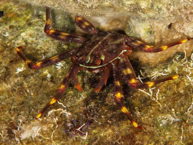 Dive Inn Corfu-Agios Georgios必去景点