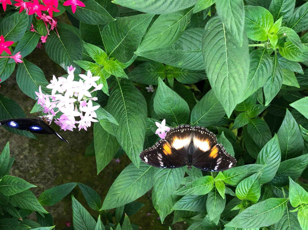 Butterfly Hill景点图片